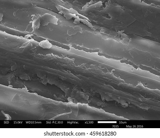 Original Scanning Electron Microscope Images Of Sugarcane Bagasse 