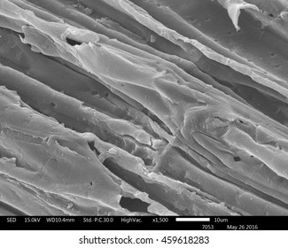 Original Scanning Electron Microscope Images Of Sugarcane Bagasse