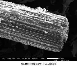 Original Scanning Electron Microscope Images Of Sugarcane Bagasse 