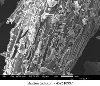 Original Scanning Electron Microscope Images Of Sugarcane Bagasse