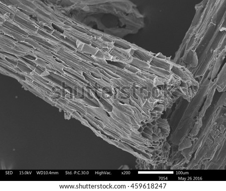 Original scanning electron microscope images of sugarcane bagasse