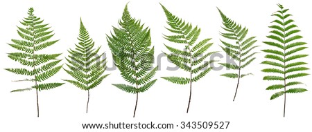 Original size Collected Leaf fern isolated on white background of close-up