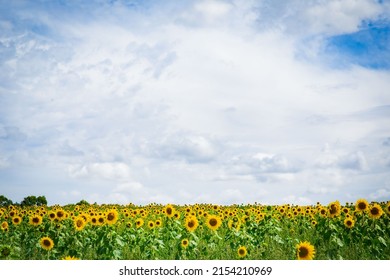 The original sunflower farm Victoria Australia, massive many sunflowers with cloudy sky