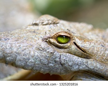 Orinoco Crocodile In Colombia