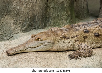 Orinoco Crocodile (Crocodylus Intermedius) Profile