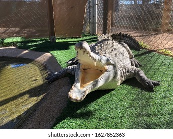 Orinoco Crocodile Sunbathing On The Grass