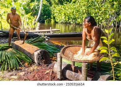 Orinoco, Venezuela - 11-23-2021: Native Tribal Orinoco Family Harvesting Food From Palm Tree In Jungle Together