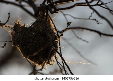 An Orioles nest hanging in the soft cool breeze of a spring evening in North Texas.