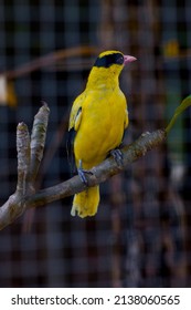 Oriolus Chinensis Bird.  This Bird Is Widespread In India, China, Southeast Asia, The Philippines, Sulawesi, Peninsular Malaysia, Greater Sunda And Nusa Tenggara. Spread Throughout The DIY Region, Esp