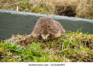 Orkney Vole Eating A Daisy, Orkney, Scotland