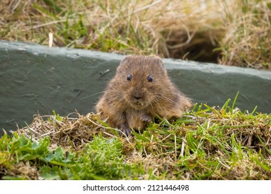 Orkney Vole Eating A Daisy, Orkney, Scotland	