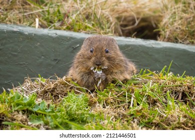 Orkney Vole Eating A Daisy, Orkney, Scotland	