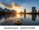 Orlando city at sunset and white swan in the sunlight in Lake Eola, Florida, USA