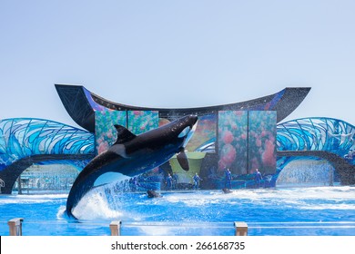 ORLANDO, USA - March 30, 2015: Killer Whales Perform During The Shamu Show At Sea World Orlando - One Of The Most Visited Amusement Park In The United States On March 30, 2015 In Orlando, Florida, USA