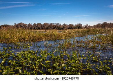 Orlando Wetlands Landscapes Exposure While Doing A Airboat Tour