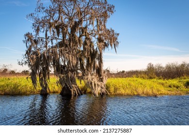 Orlando Wetlands Landscapes Exposure While Doing A Airboat Tour