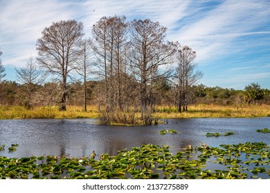 Orlando Wetlands Landscapes Exposure While Doing A Airboat Tour