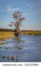 Orlando Wetlands Landscapes Exposure While Doing A Airboat Tour