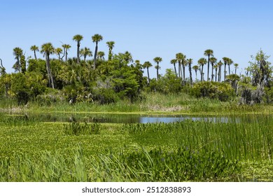 Orlando Wetlands marsh view in Cape Canaveral Florida. - Powered by Shutterstock