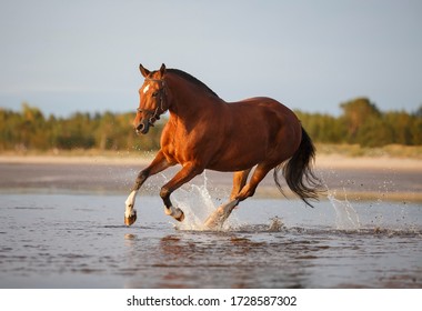 Orlov Trotter Horse On The Beach