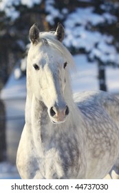 Orlov Trotter Stallion In Winter