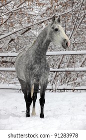 Orlov Trotter In Winter Farm