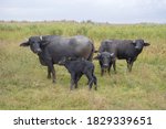 ORLOVKA VILLAGE, RENI RAION, ODESSA OBLAST, UKRAINE - SEPTEMBER 01, 2020: Young calf with mother - Water buffalo 
