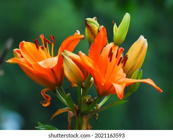 ornage flower on blurred background