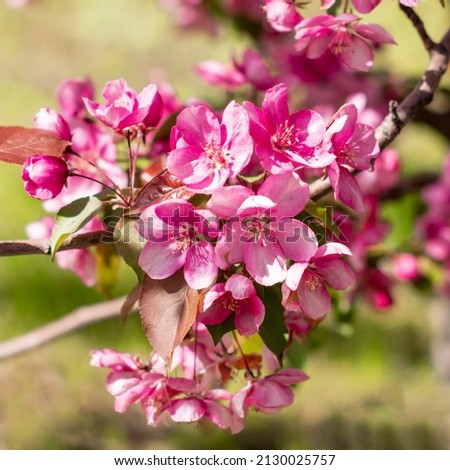 Ornamental apple tree blooming.Crabapple Trees Blooming.Spring season.Paradise Apple.Selective focus.