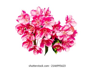 Ornamental Apple Tree Blooming.Pink Flowers.Crabapple Trees Blooming.Paradise Apple.Isolated On A White Background.