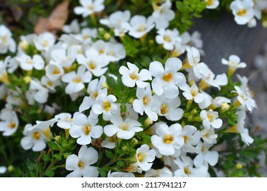 Ornamental bacopa flowers - Latin name - Chaenostoma cordatum - Shutterstock ID 2117941217