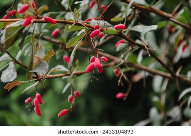 Ornamental barberry shrub in autumn with red berries. High quality photo