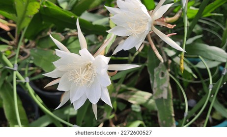 An ornamental for its beautiful, fragrant flowers, Epiphyllum Pumilum (bunga wijaya kusuma). - Powered by Shutterstock