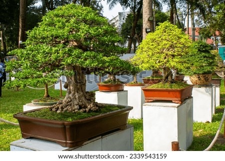 Ornamental Bonsai Trees On Exhibition At Ho Chi Minh City's Spring Flower Festival, Vietnam.