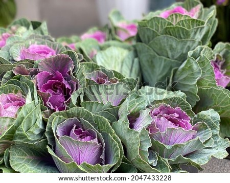 Ornamental brassica cabbage with green purple leaves.
Coloured leaves of ornamental cabbage. Purple green decorative Brassica cabbage vegetable.