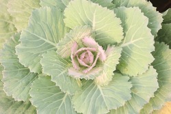 Ornamental Cabbage On Nursery For Sell Are Cash Crops
