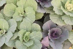 Ornamental Cabbage On Nursery For Sell Are Cash Crops