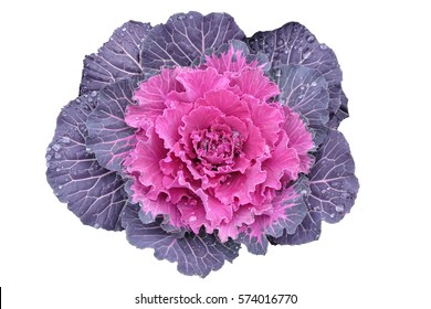 Ornamental Cabbage Plant