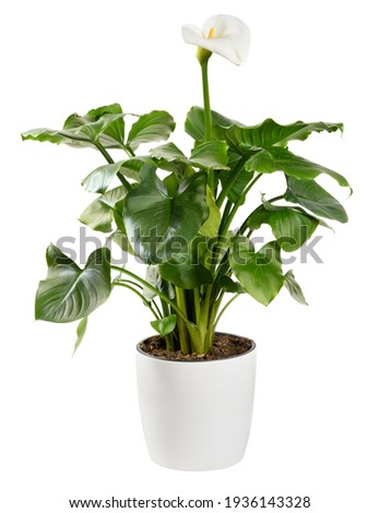 Ornamental Calla lily plant with white inflorescence showing the typical spathe and yellow spadix with glossy green leaves in a flowerpot isolated on white in side view