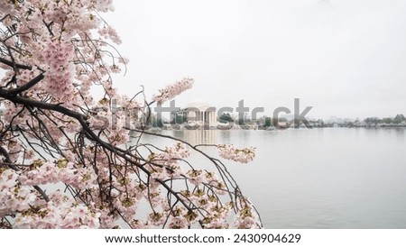 Ornamental cherry blossom are blooming with showy flowers. Behind is the background of Thomas Jefferson Memorial, DC. There are different colors such as white, dark  light pink. Japan native species