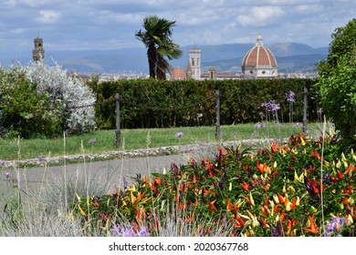 Ornamental chillies in a garden located at michelangelo square with nice view on the Cathedral of Santa Maria del Fiore in Florence, Italy.
