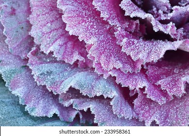 Ornamental decorative cabbage covered with a morning frost
