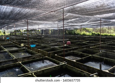 Ornamental Fish Farm In Asia. Farm Nursery Ornamental Fish Freshwater In Recirculating Aquaculture System.