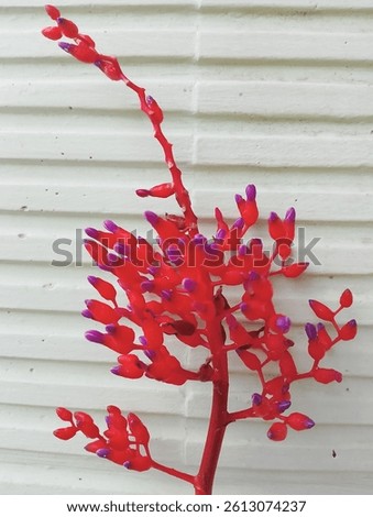 ornamental flowers, red potted flowers with white striped background 