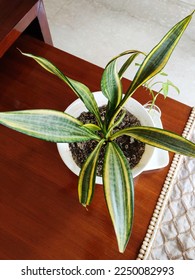 Ornamental foliage plant - snake plant. Scientific name - Sansevieria trifasciata. Family - Asparagaceae. Common name - snake plant, mother-in-law's tongue, and viper's bowstring hemp. - Shutterstock ID 2250082993
