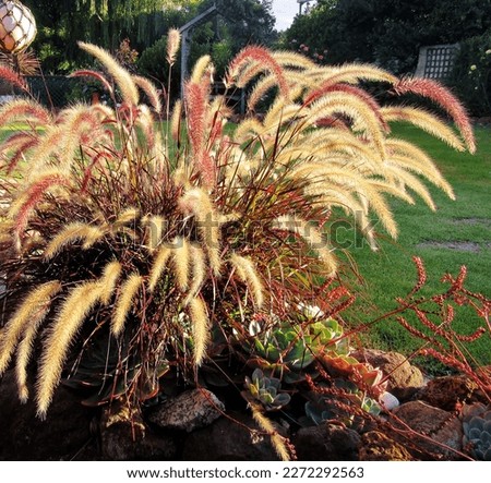 Ornamental fountain grass catching late afternoon sunlight