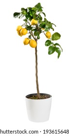 Ornamental Fruiting Lemon Tree, A Popular Houseplant, Potted In A Container Isolated On White With Ripening Yellow Fruit And Glossy Green Leaves