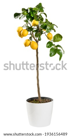 Ornamental fruiting lemon tree, a popular houseplant, potted in a container isolated on white with ripening yellow fruit and glossy green leaves