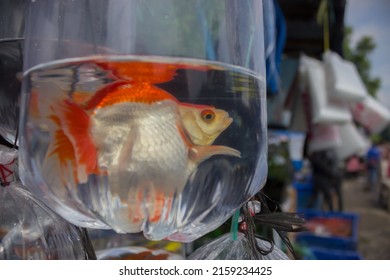 Ornamental Gold Fish Sold In Plastic Bag On Street 