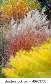 Ornamental Grass In The Autumn.